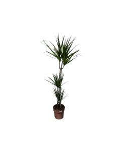 Dracaena Marginata