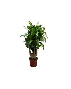 Dracaena Massangeana Branched