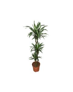 Dracaena Warneckii 150cm.
