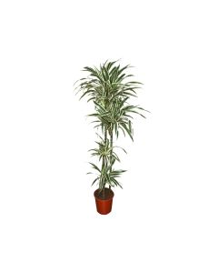 Dracaena White Stripe