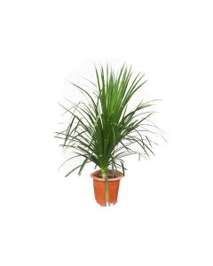 Dracaena Draco
