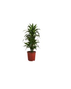 Dracaena Fragrans Janet Craig Dracaena Janet Plant