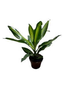Dracaena Mix