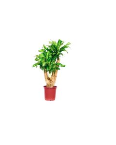 Dracaena Fragrans Massangeana P27 H20