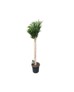 Dracaena Reflexa Anita