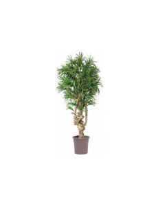 VV Artificial Dracaena Yucca
