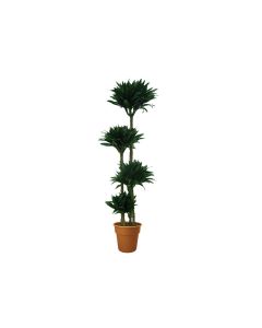 Dracaena fragrans Compacta