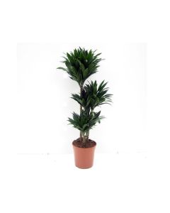 Dracaena 'Janet Craig'