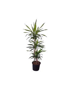 Dracaena Fragrans Rikki - Corn Plant