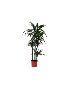 Dracaena Janet Craig