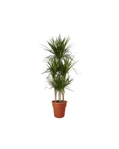 Dracaena Marginata 5pp - Indoor