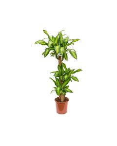 Dracaena Massangeana