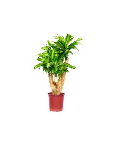 Dracaena Massangeana Branched - Indoor