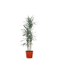 Dracaena Fragrans Warneckii