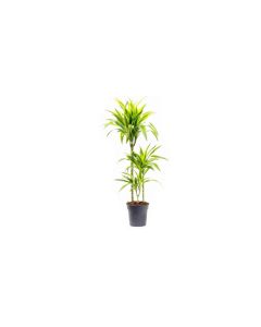 Dracaena 'lemon lime' 60-30-15