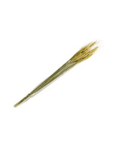 Dried Wheat Grass Bunch - HOF