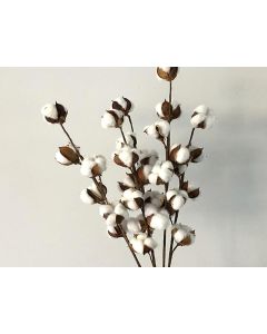 Dried Cotton Per Stem - HOF