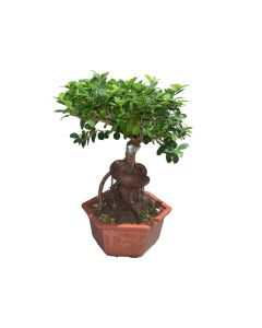 Ficus Bonsai Tree for Outdoor