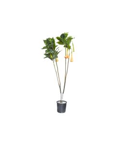 Artificial Stramonium with Pot