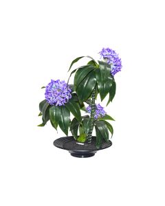 Hydrgena with 3 Flowers - Mix