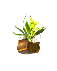 Faux Orchid Hanging Small - Mix