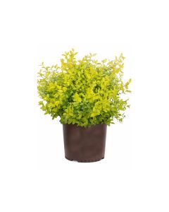 Duranta Gold