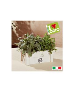 Easyorto Mint-Sage Seeds Kit VX2219