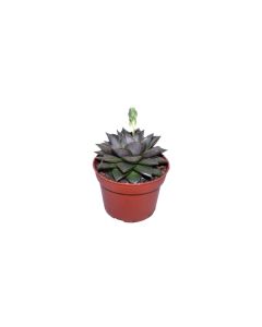 Echeveria Mix