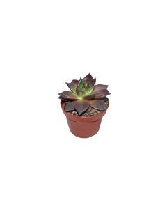 Echeveria Mix