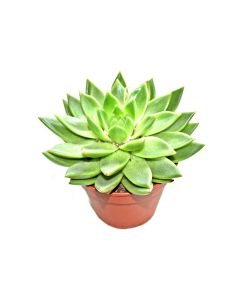 Echeveria Agavoides Medium Size