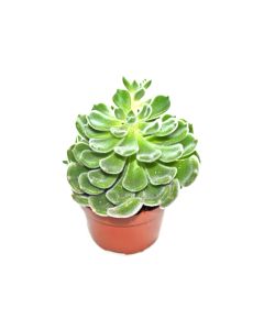 Echeveria Mix