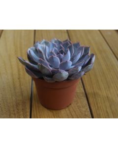 Echeveria Purple Pearl