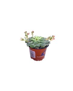Echeveria Mix