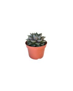 Echeveria Mix
