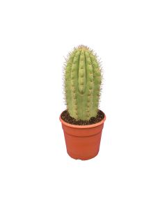 Trichocereus Pasacana