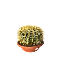 Golden Barrel Cactus