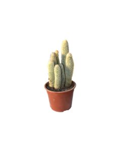Espostoa Lanata Cactus