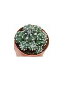 Echinopsis Oxygona Multiplex