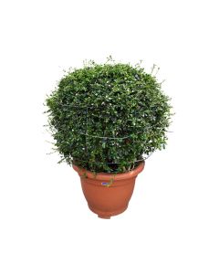 Ehretia Microphylla