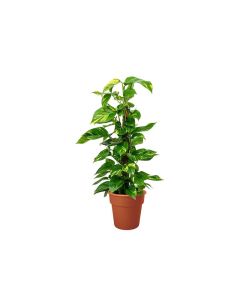 Epipremnum Aureum in Moss Stick Small