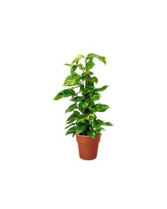 Epipremnum Pinnatum with Moss Stick Approx 60cm