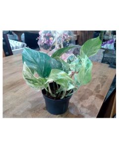 Epipremnum Mix Money Plant - Small Plant