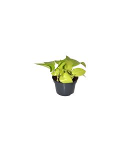 Epipremnum Aureum Neon Mini