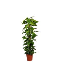 Money Plant - Epipremnum Aureum w/ Moss Stick
