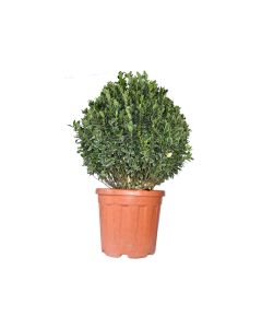 Eunonymus Japonicus - Outdoor