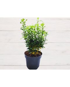 Euonymus Japonicus Small - Indoor Plant