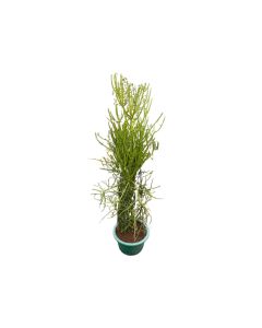 Euphorbia Tirucalli