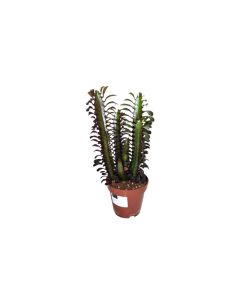 Euporbia