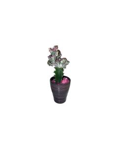 Potted Euporbia