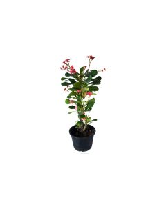 Euphorbia Milli
